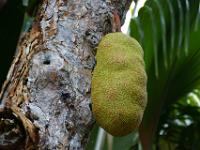Jackfrucht im Vallée de Mai - Praslin